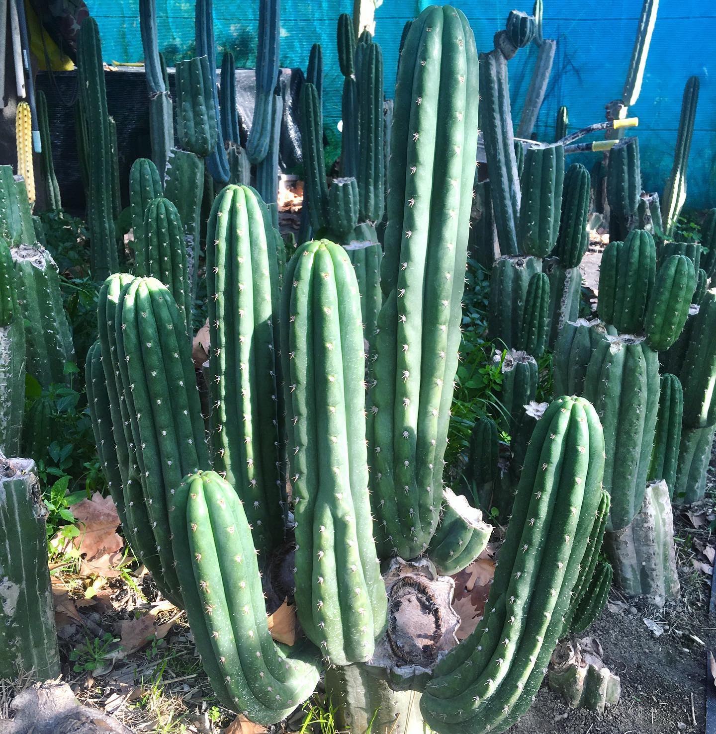 Trichocereus pachanoi